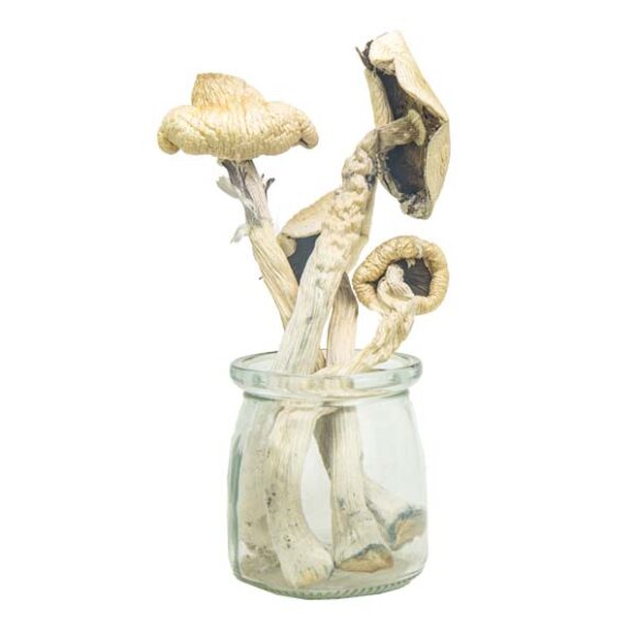 buy Hawaiian Magic Mushrooms online